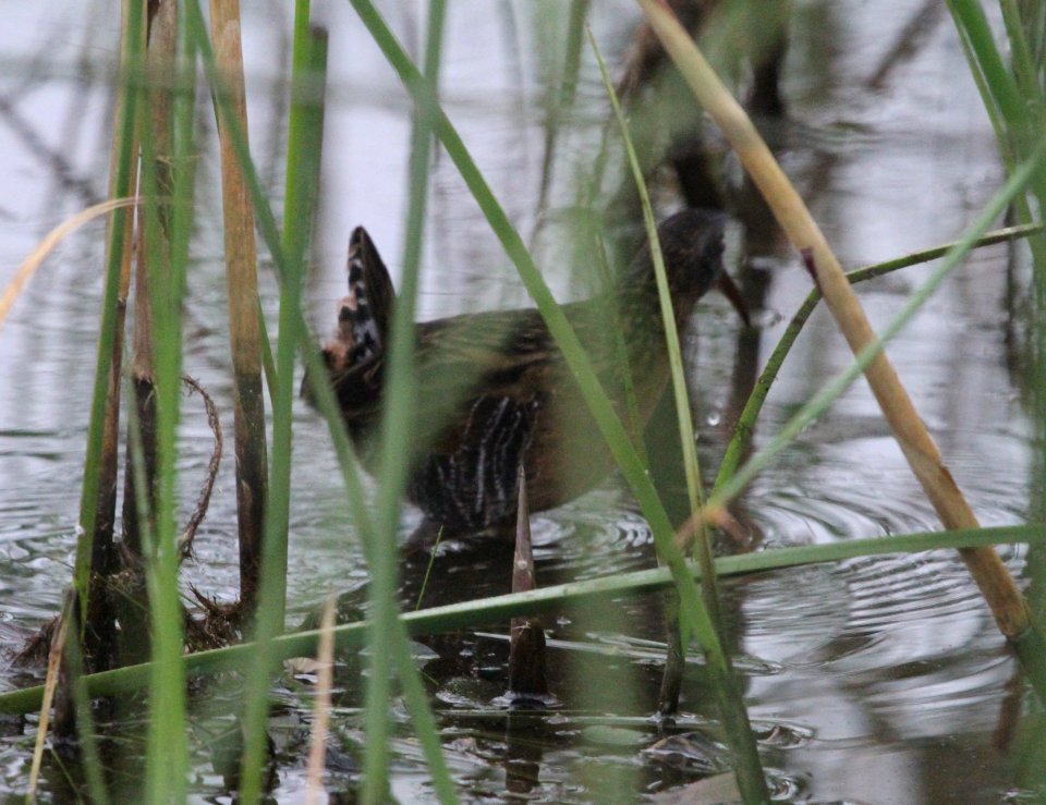 IMG 3513 c Virginia Rail TNC Kankakee Sands IN 10-5-2015