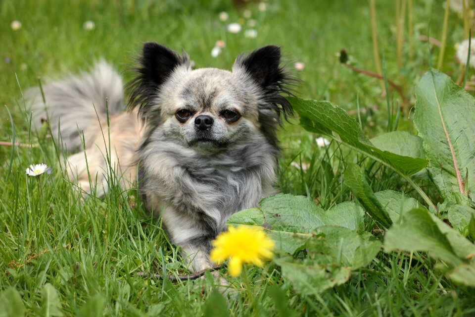 Small dog chiwawa pet