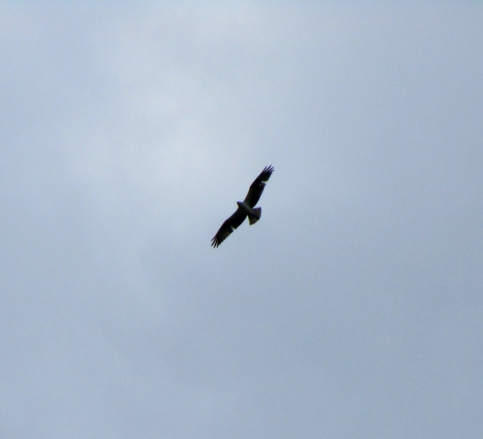 IMG 1578 c Osprey Perry Farm Bourbonnais IL 5-24-2015