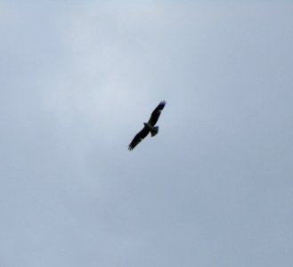 IMG 1578 c Osprey Perry Farm Bourbonnais IL 5-24-2015