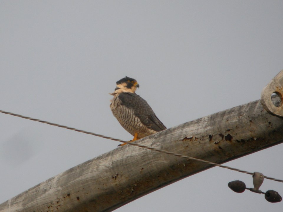 DSCN9299c Peregrine Falcon Kankakee IL 11-21-2017