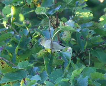 IMG 1277 c Tennessee Warbler Perry Farm Bourbonnais IL 8-22-2015IMG 1231 c Tennessee Warbler Perry Farm Bourbonnais IL 8-22-2015