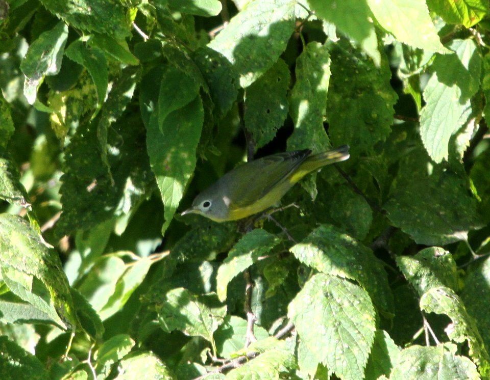 IMG 2157 c Nashville Warblerr Kankakee IL 9-13-2015