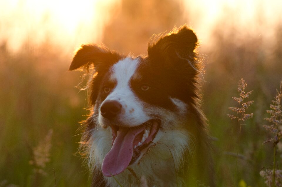 British sheepdog landscape beautiful