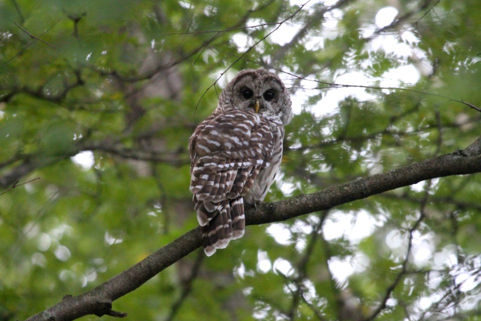 IMG 1012c Barred Owl (Juv) LaSalle FWA IN 7-20-2018