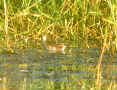 DSCN7911 c Sora TNC Kankakee Sands IN 8-13-2015