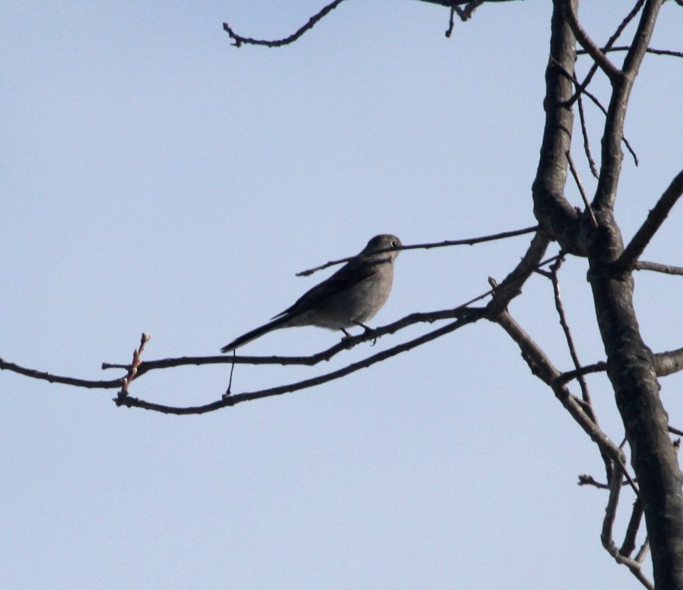 IMG 6446c Townsend's Solitaire Braidwood Lake IL 1-14-2016