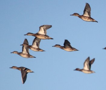 IMG 3865 c Green-winged Teal TNC Kankakee Sands IL 10-11-2015