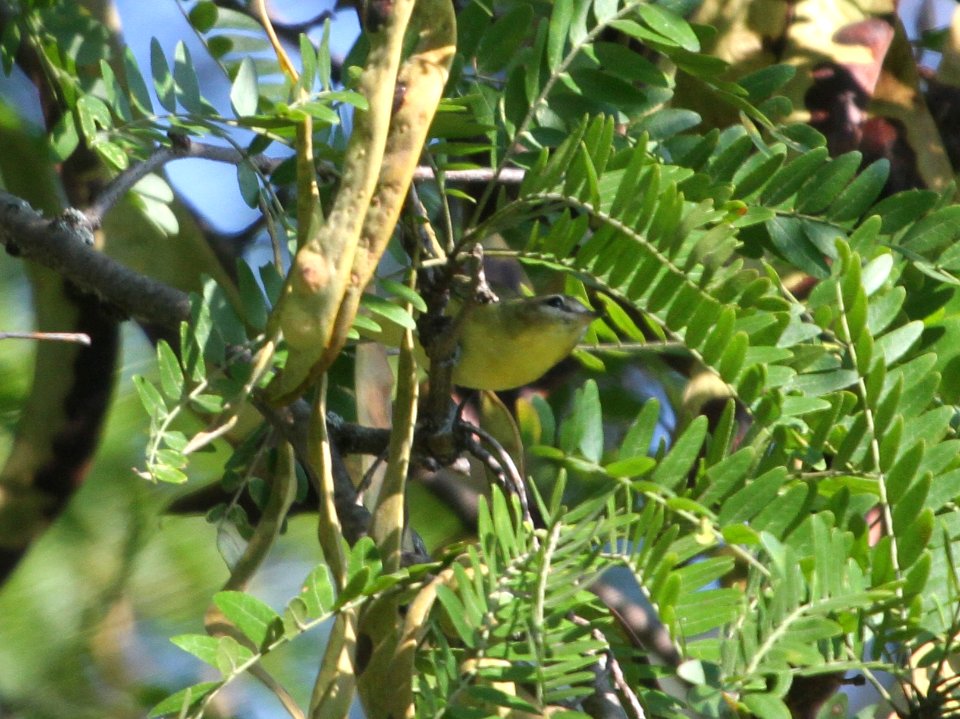 IMG 2400 c Philadelphia Vireo Kankakee IL 9-16-2015
