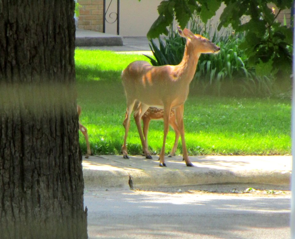 IMG 1640 c White-tailed Deer Kankakee IL 6-5-2015