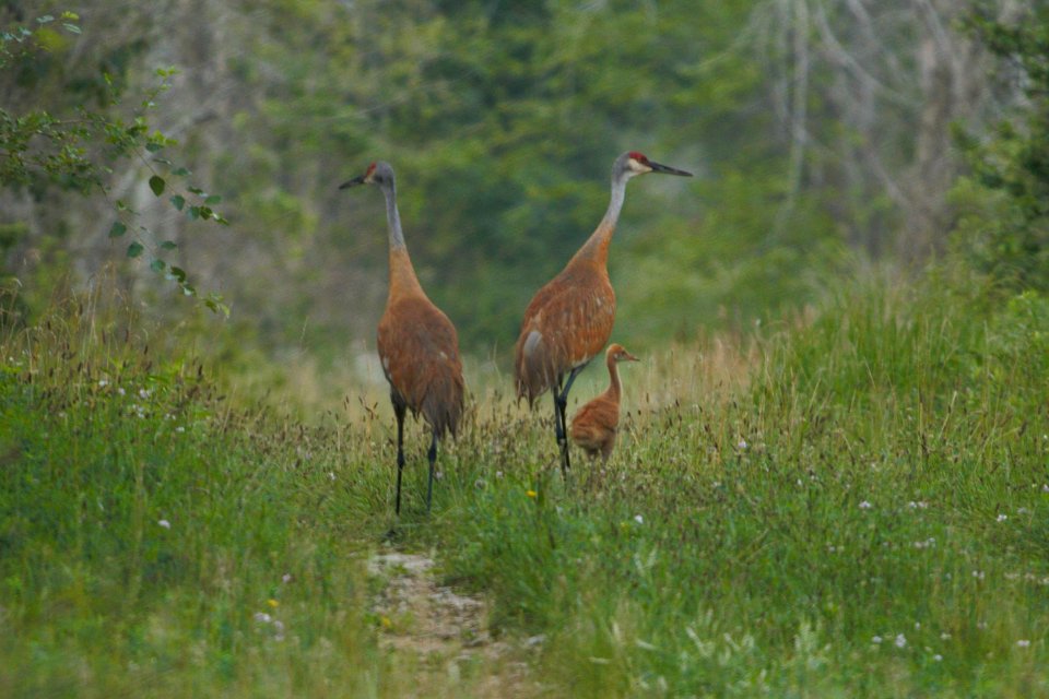 IMG 8332c Sandhill Crane (juv) LaSalle FWA IN 7-14-2017