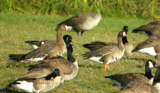 DSCN8273 c Greater White-fronted Goose Whispering Willows Kankakee Co IL 10-1-2015