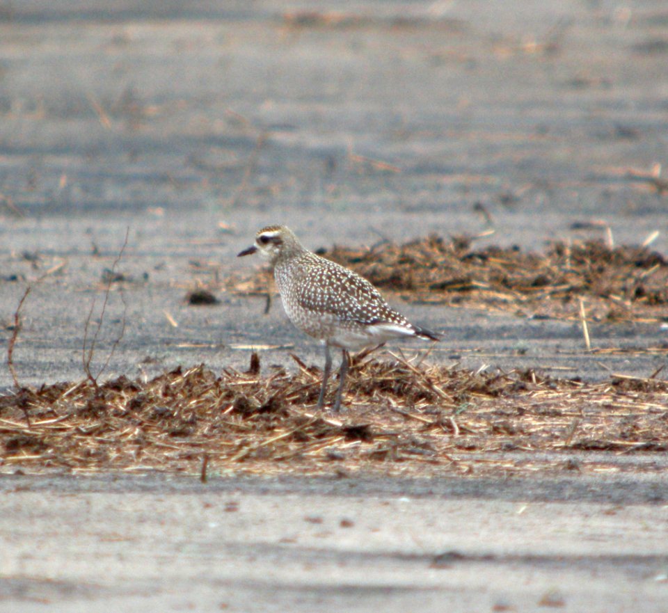 DSCN4460 c Black-bellied Plover H & E Sod Momence IL 10-3-2014
