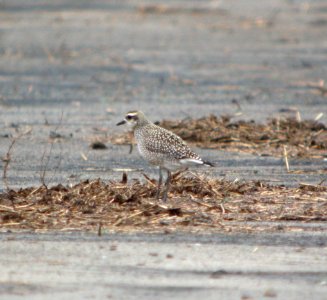 DSCN4460 c Black-bellied Plover H & E Sod Momence IL 10-3-2014