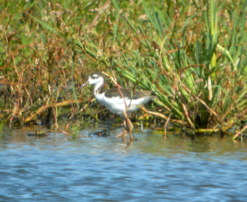 DSCN8051 c Black-necked Stilt Whispering Willows Kankakee Co IL 8-24-2015