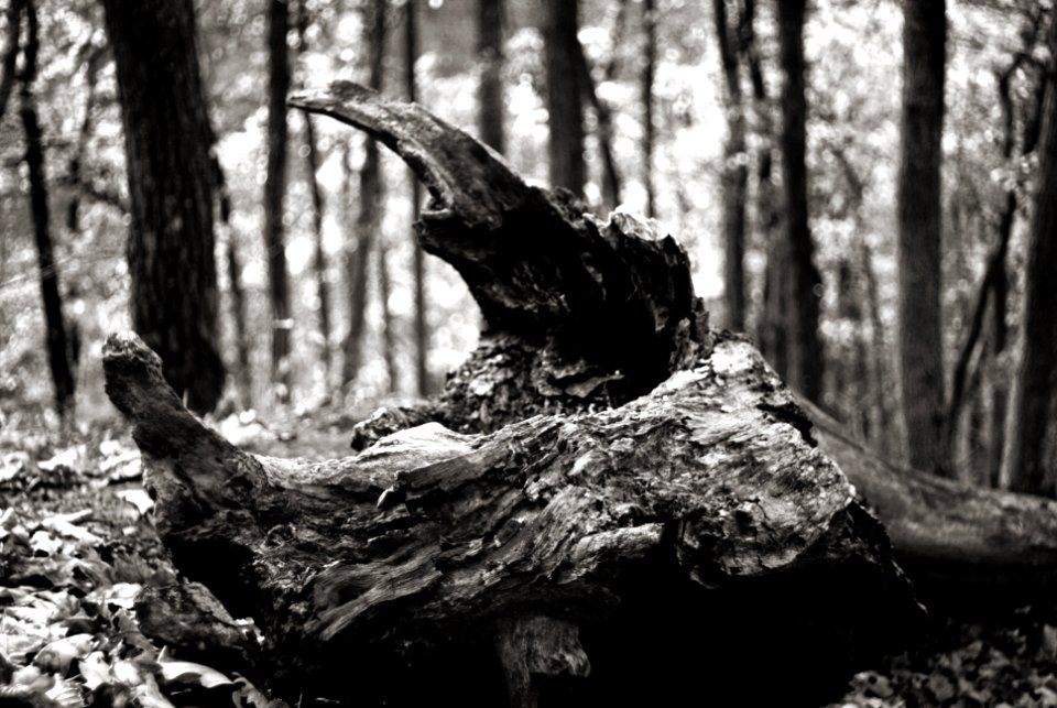 Sony A230 with MIR-1V - Forest Demon