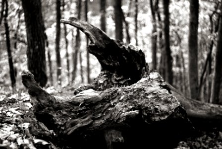 Sony A230 with MIR-1V - Forest Demon