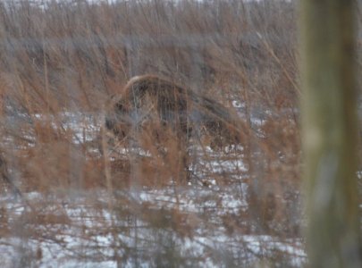 IMG 3210c American Bison TNC Kankakee Sands IN 12-24-2016