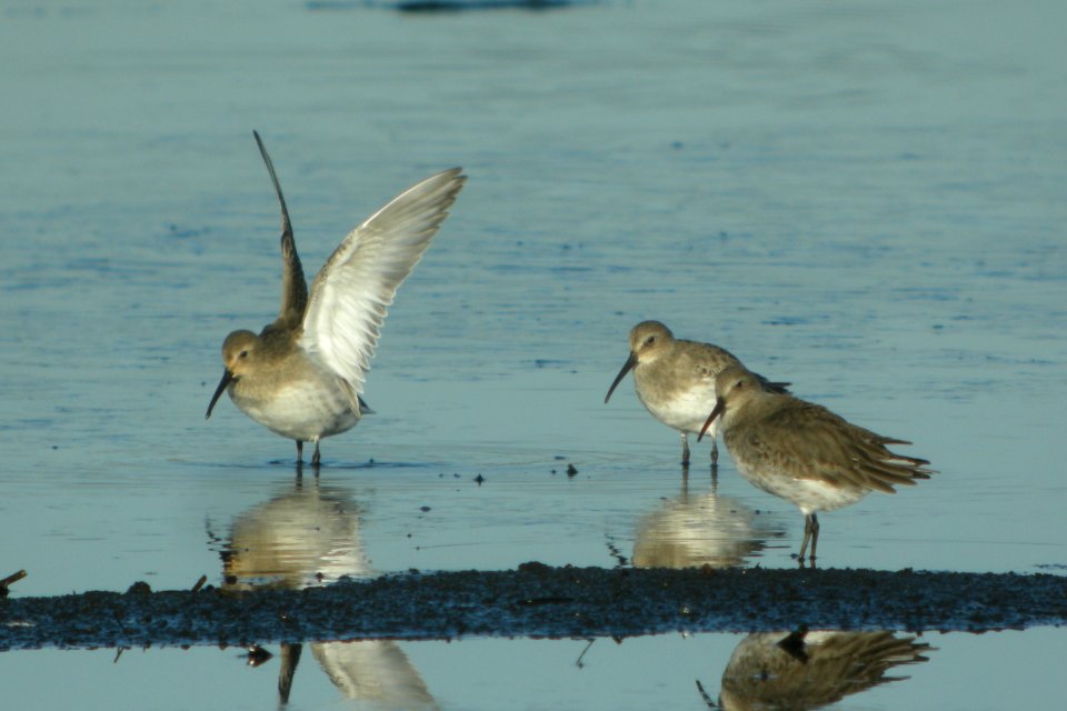 DSCN8954 c Dunlin Iroquois Co IL 11-8-2015