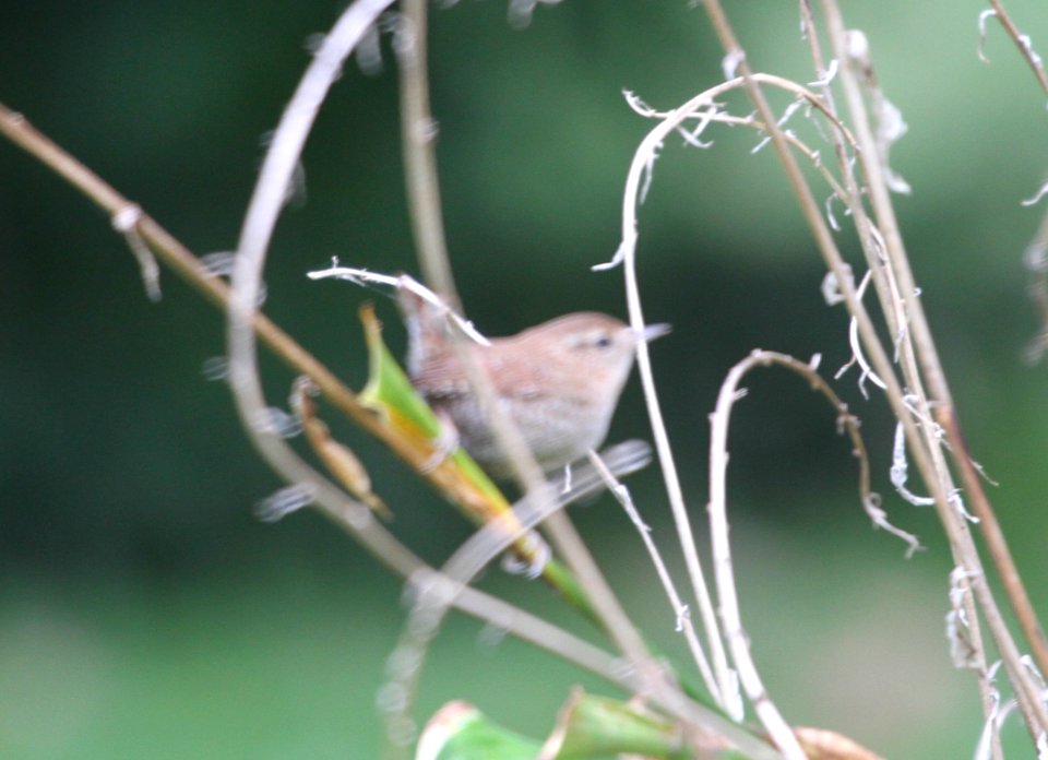IMG 3432 c Winter Wren Hse Kankakee IL 10-2-2015