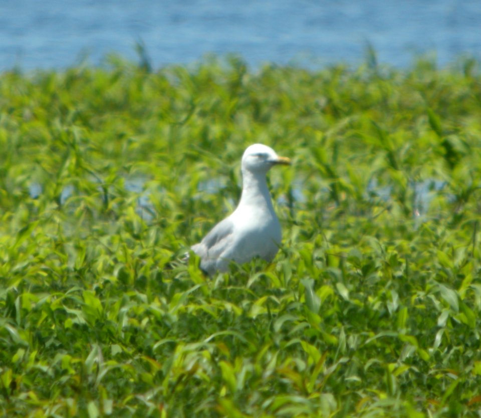 DSCN7282 c Herring Gull Whispering Willows Bourbonnais IL 6-23-2015