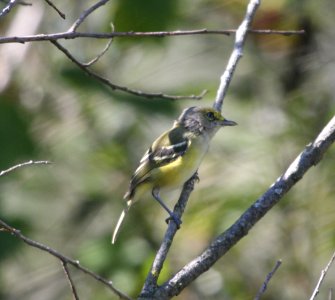 IMG 3035 c White-eyed  Vireo Willow Slough FWA IN 9-23-2015