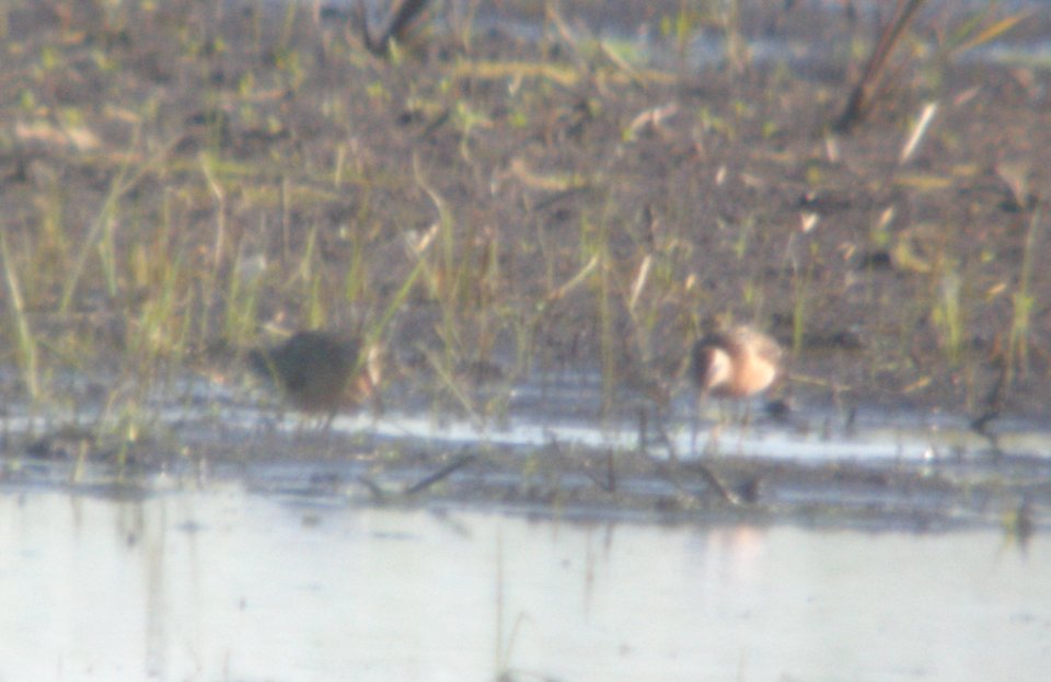 DSCN7652 c Short-billed Dowitcher Whispering Willows Kankakee Co IL 7-23-2015