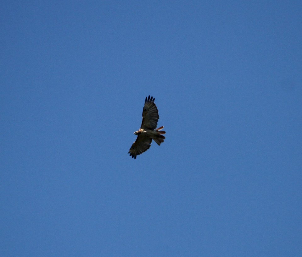 IMG 1216 c Red-tailed Hawk LeVasseur Park Kankakee IL 8-21-2015