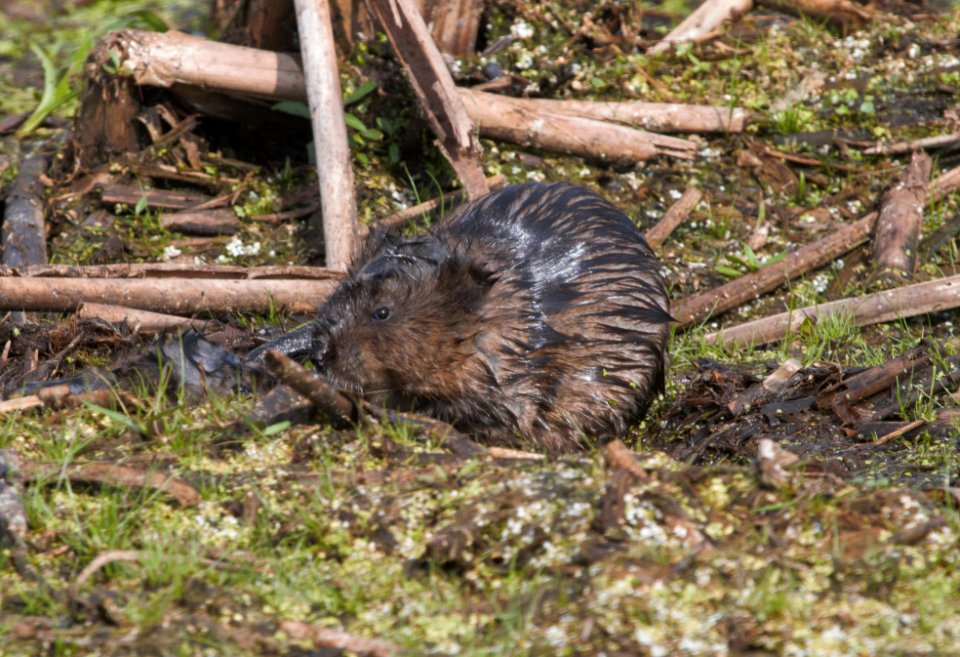 IMG 8264c Muskrat TNC Kankakee Sands Newton Co IN 6-11-2016