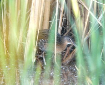 DSCN8253 c King Rail TNC Kankakee Sands IN 9-30-2015