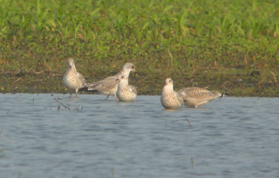 DSCN7575 c Ring-billed Gull Whispering Willows Bourbonnais IL 7-6-2015