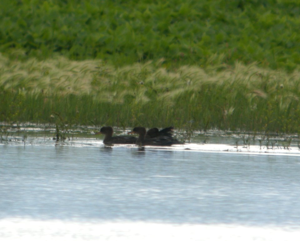 DSCN7344 c Hooded Merganser Whispering Willows Bourbonnais IL 6-25-2015