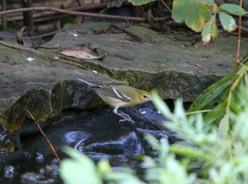 IMG 2780 c Bay-breasted Warbler Hse Kankakee IL 9-20-2015
