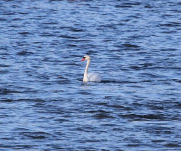 IMG 6478c Mute Swan Dam Kankakee IL 1-16-2016