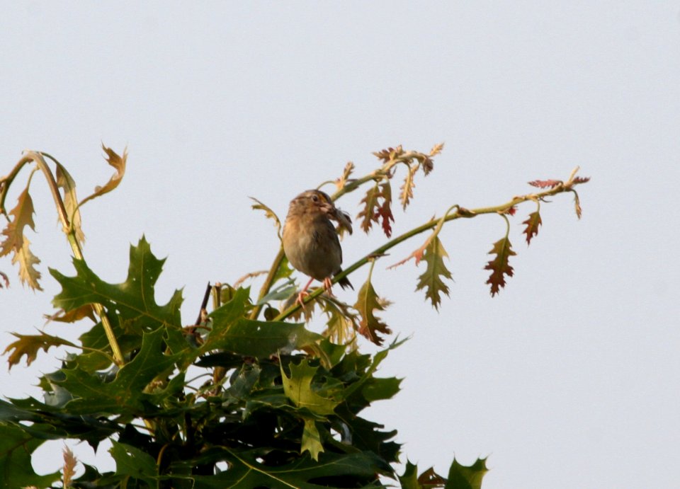 IMG 0268 c Grasshopper Sparrow Pembroke Twp Kankakee Co IL 7-4-2015