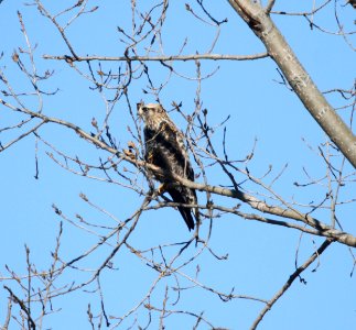 IMG 4875 c Rough-legged Hawk Newton Co IN 11-4-2015