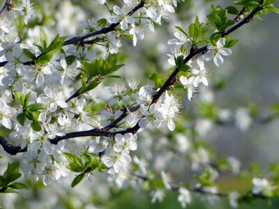 April blossom bloom photo