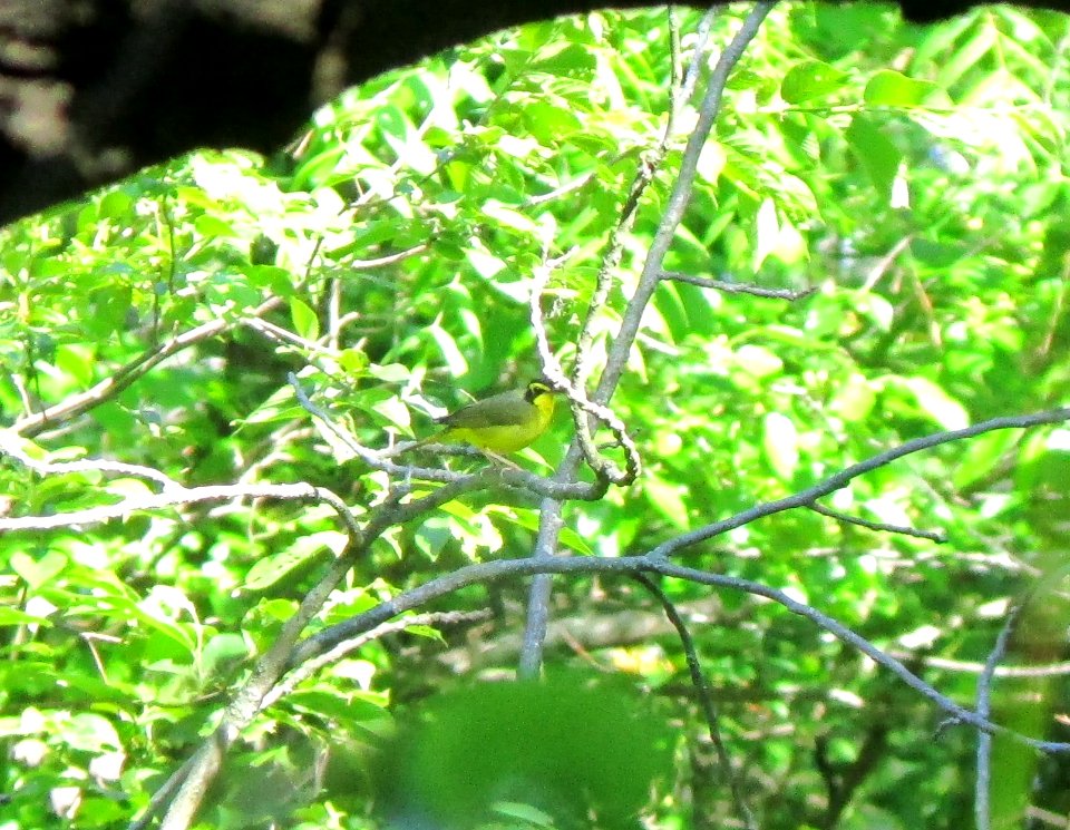 IMG 1614 c Kentucky Warbler Kankakee River SP (Kankakee Co) IL 6-2-2015