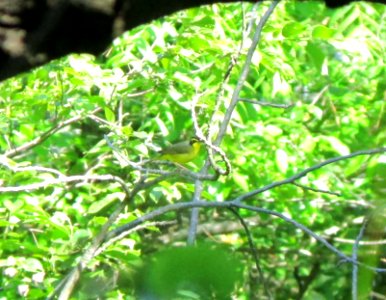 IMG 1614 c Kentucky Warbler Kankakee River SP (Kankakee Co) IL 6-2-2015
