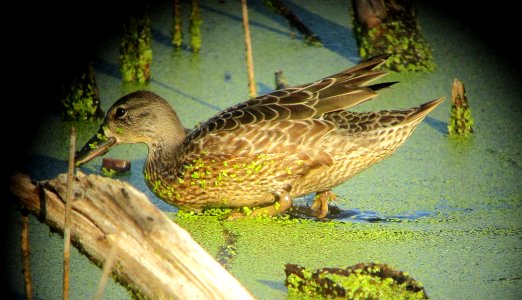 IMG 1944 c Blue-winged Teal Samuel Myers Park Racine WI 8-10-2015