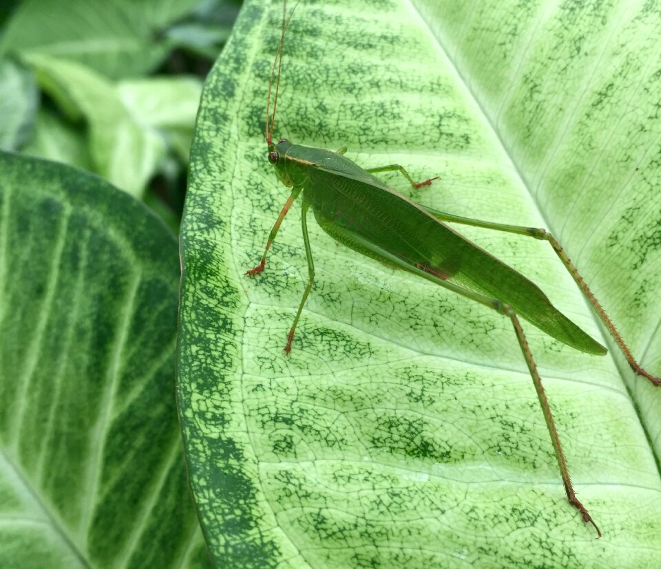 Leaves bug outside