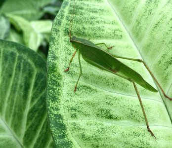 Leaves bug outside photo