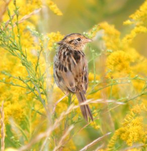 DSCN0461 c Le Conte's Sparrow (Adult #2) Kankakee Co IL 9-11-13