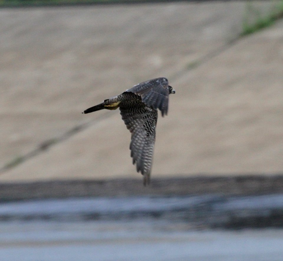 IMG 1162 c Peregrine Falcon Metro Sewer Kankakee IL 8-19-2015