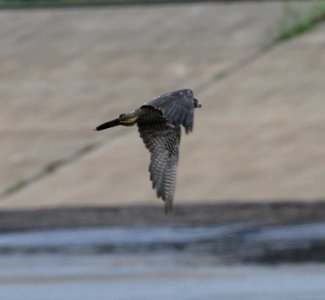 IMG 1162 c Peregrine Falcon Metro Sewer Kankakee IL 8-19-2015