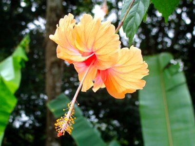 Chinese hibiscus chinese rose a yellow flower photo