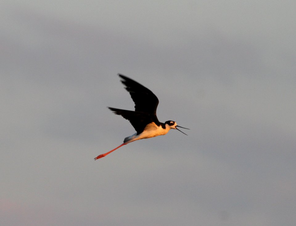 IMG 1199 c Black-necked Stilt Whispering Willows Kankakee Co IL 8-21-2015