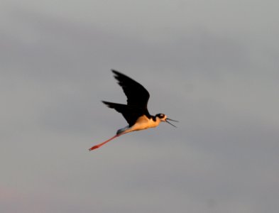 IMG 1199 c Black-necked Stilt Whispering Willows Kankakee Co IL 8-21-2015