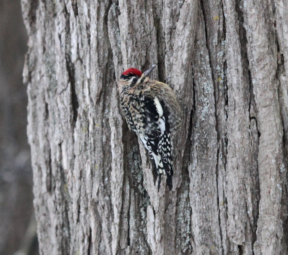 IMG 6429 Yellow-bellied Sapsucker Hse Kankakee IL 1-13-2016