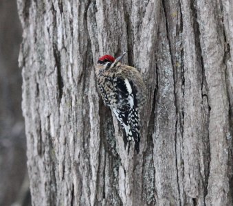 IMG 6429 Yellow-bellied Sapsucker Hse Kankakee IL 1-13-2016 photo